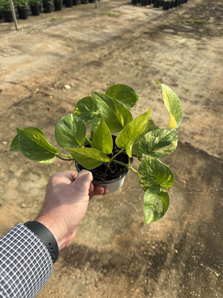 epipremnum-aureum-golden-pothos-vine-devil-s-ivy-centipede-vine