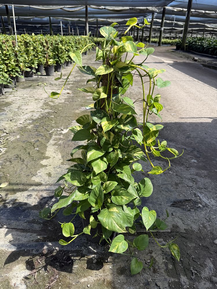 epipremnum-aureum-golden-pothos-vine-devil-s-ivy-centipede-vine