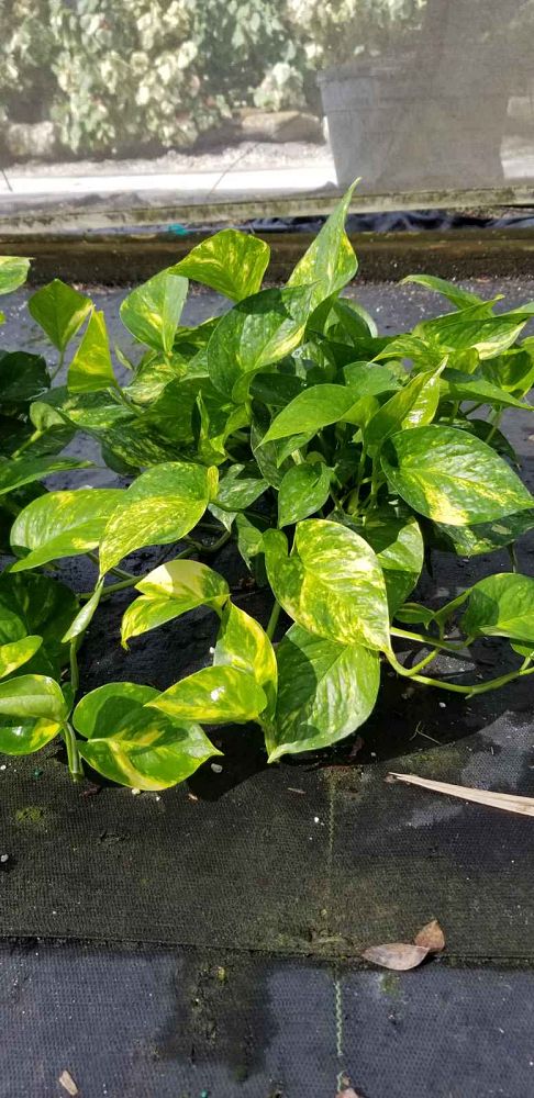 epipremnum-aureum-hawaiian-golden-pothos-vine-devil-s-ivy-centipede-vine