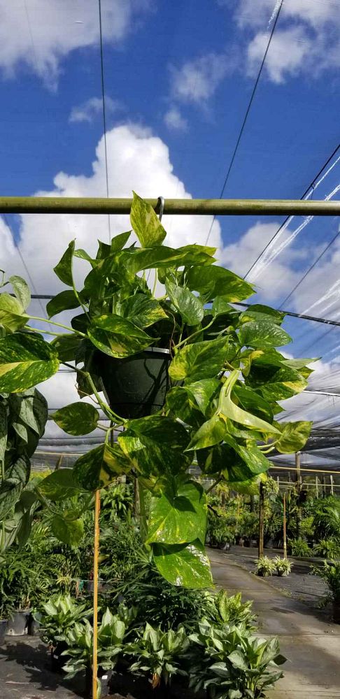epipremnum-aureum-hawaiian-golden-pothos-vine-devil-s-ivy-centipede-vine