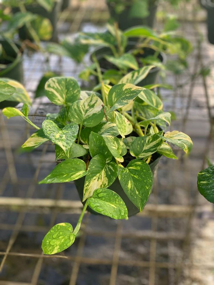 epipremnum-aureum-hawaiian-golden-pothos-vine-devil-s-ivy-centipede-vine