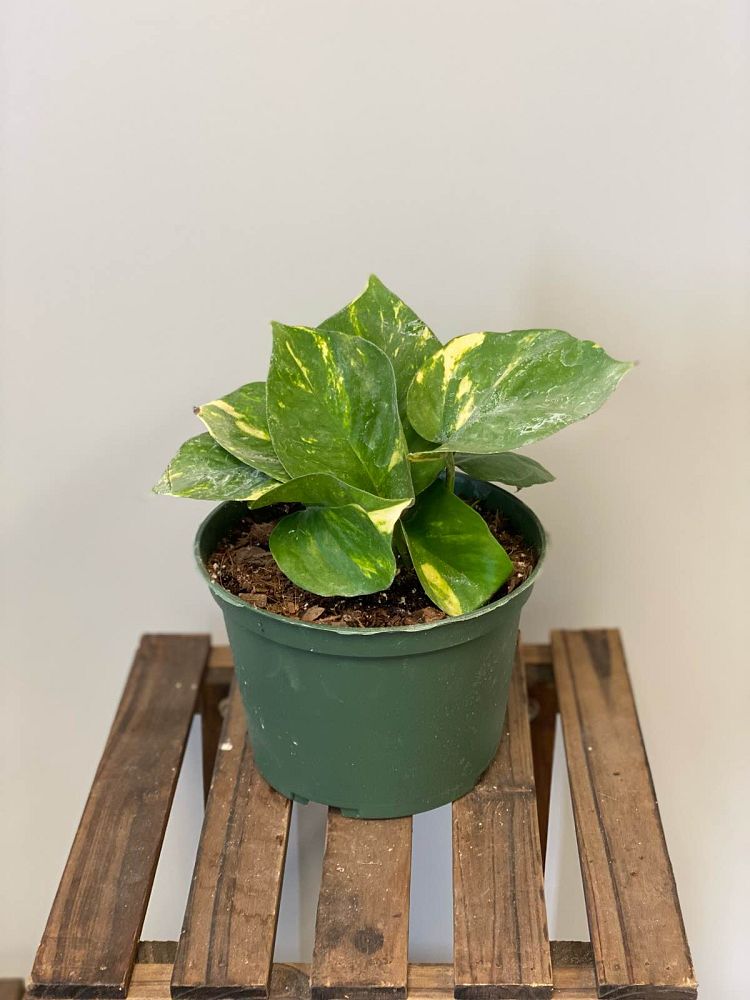 epipremnum-aureum-hawaiian-golden-pothos-vine-devil-s-ivy-centipede-vine