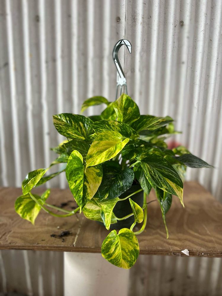 epipremnum-aureum-hawaiian-golden-pothos-vine-devil-s-ivy-centipede-vine