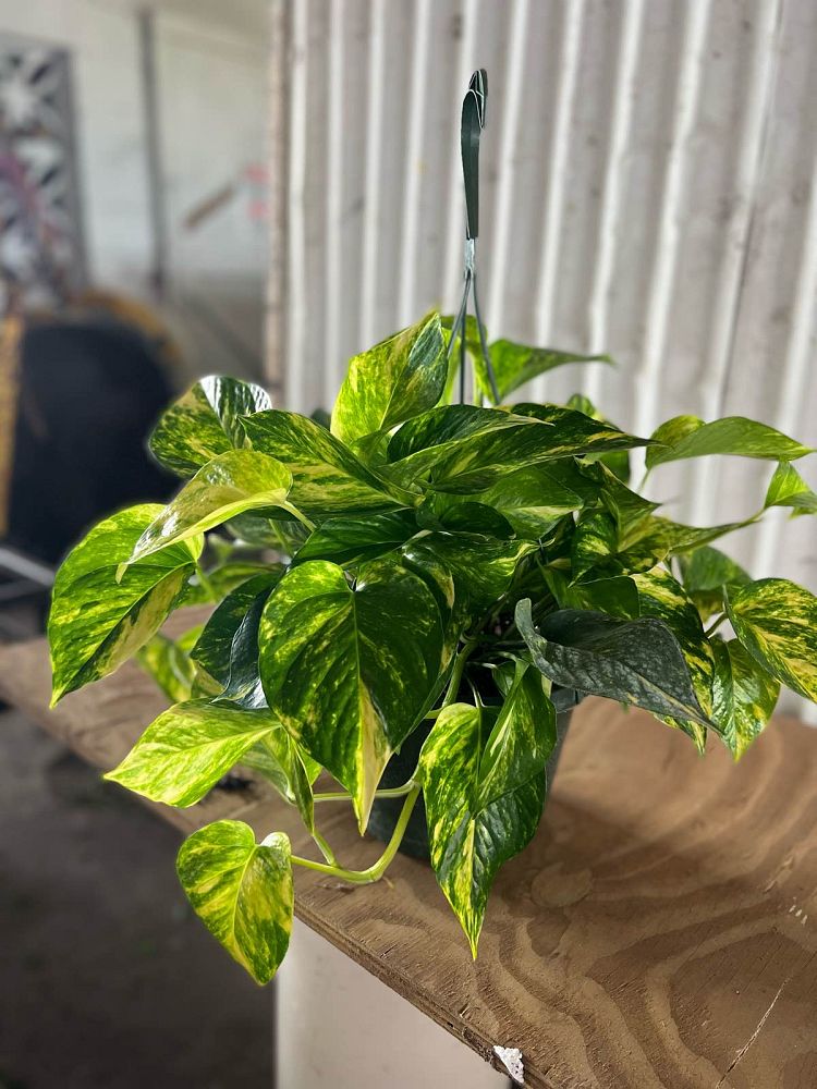 epipremnum-aureum-hawaiian-golden-pothos-vine-devil-s-ivy-centipede-vine