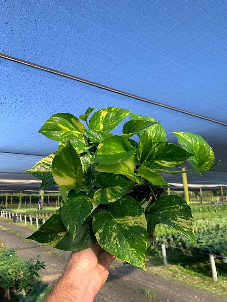 epipremnum-aureum-hawaiian-golden-pothos-vine-devil-s-ivy-centipede-vine