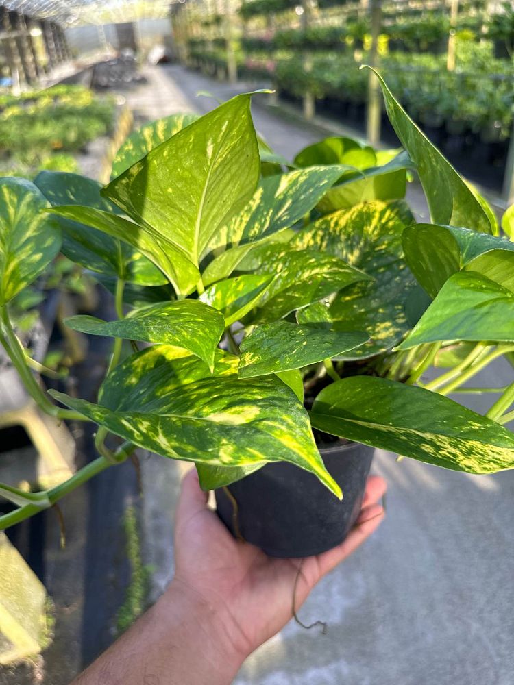 epipremnum-aureum-hawaiian-golden-pothos-vine-devil-s-ivy-centipede-vine