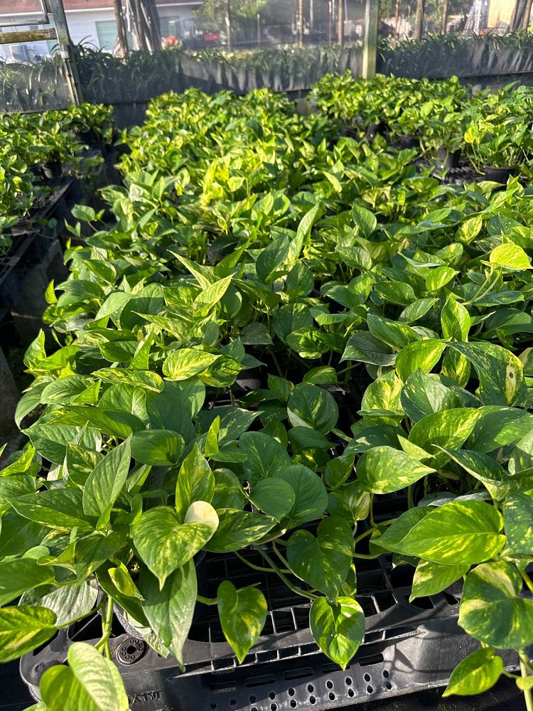 epipremnum-aureum-hawaiian-golden-pothos-vine-devil-s-ivy-centipede-vine