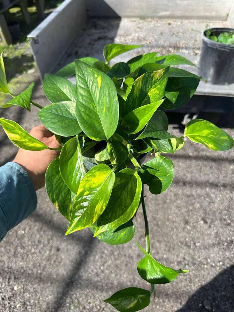 epipremnum-aureum-hawaiian-golden-pothos-vine-devil-s-ivy-centipede-vine