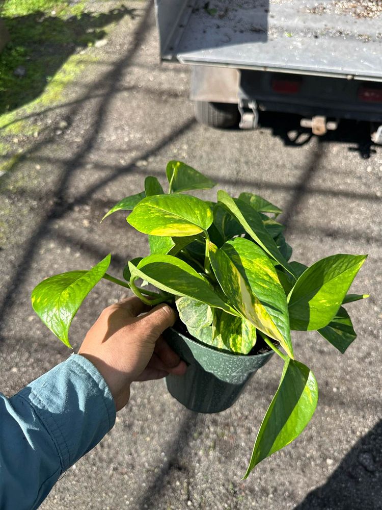 epipremnum-aureum-hawaiian-golden-pothos-vine-devil-s-ivy-centipede-vine