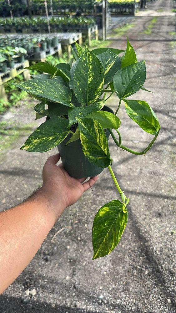 epipremnum-aureum-hawaiian-golden-pothos-vine-devil-s-ivy-centipede-vine