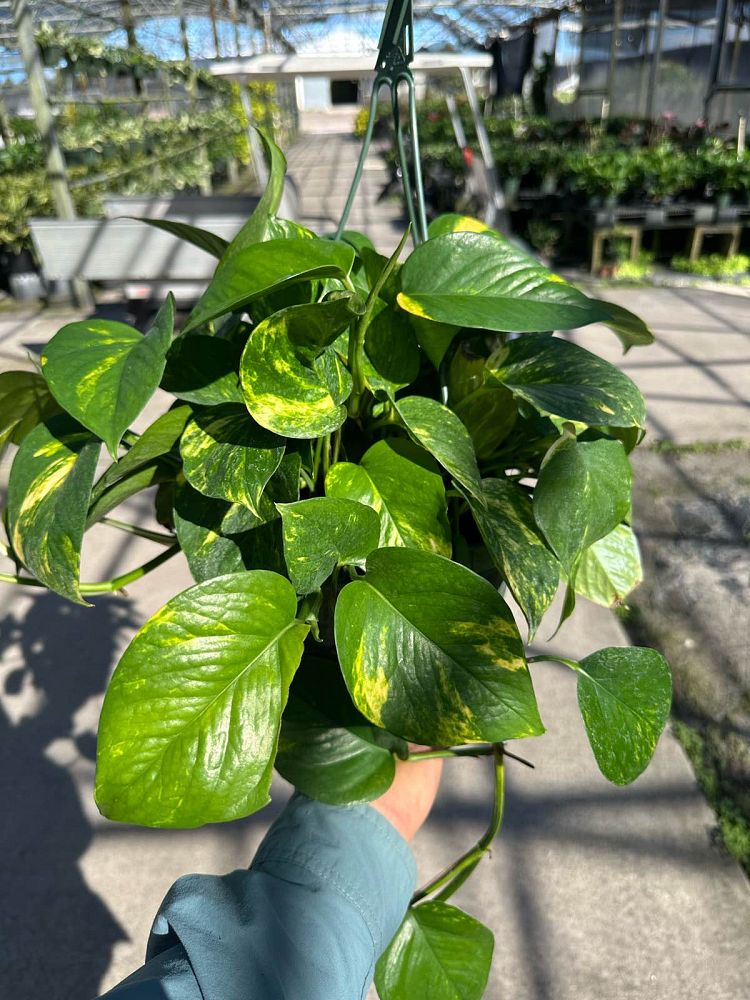 epipremnum-aureum-hawaiian-golden-pothos-vine-devil-s-ivy-centipede-vine