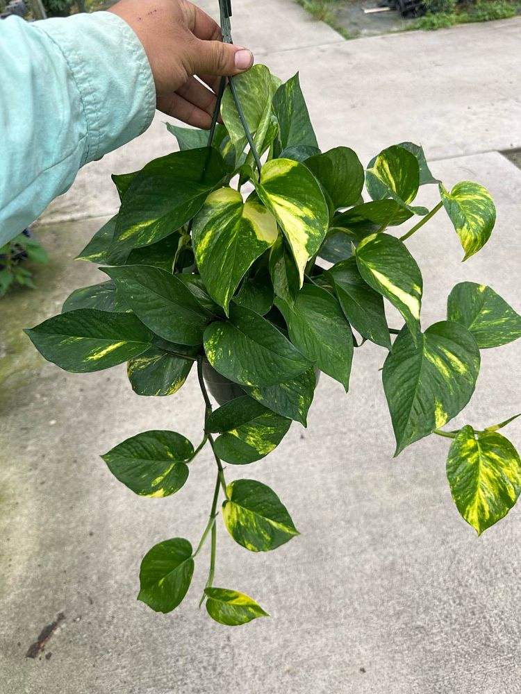epipremnum-aureum-hawaiian-golden-pothos-vine-devil-s-ivy-centipede-vine