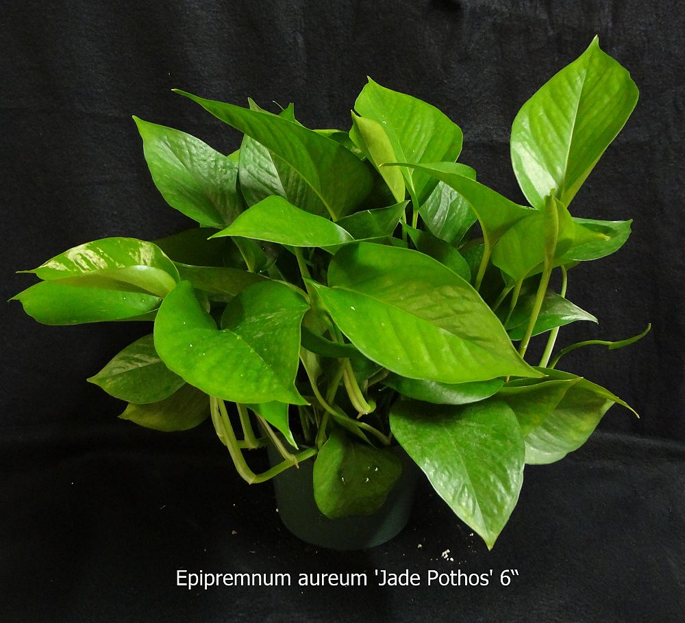 epipremnum-aureum-jade-golden-pothos-vine-devil-s-ivy-centipede-vine