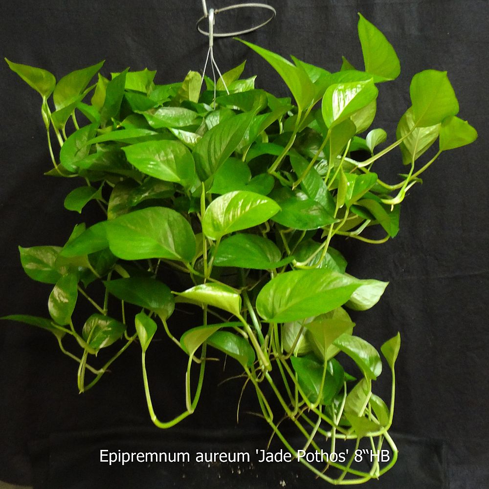 epipremnum-aureum-jade-golden-pothos-vine-devil-s-ivy-centipede-vine