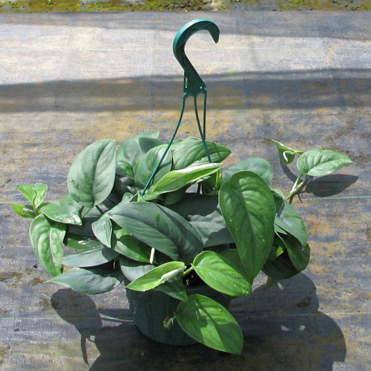 epipremnum-aureum-jade-golden-pothos-vine-devil-s-ivy-centipede-vine