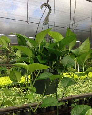epipremnum-aureum-jade-golden-pothos-vine-devil-s-ivy-centipede-vine