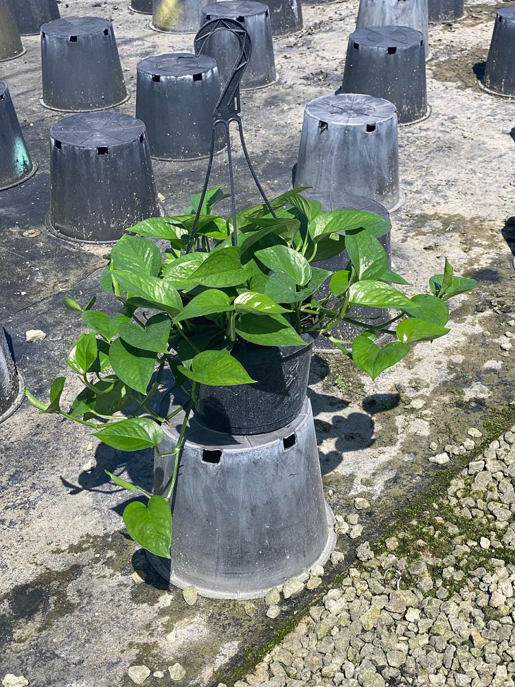 epipremnum-aureum-jade-golden-pothos-vine-devil-s-ivy-centipede-vine