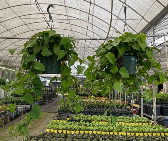 epipremnum-aureum-jade-golden-pothos-vine-devil-s-ivy-centipede-vine