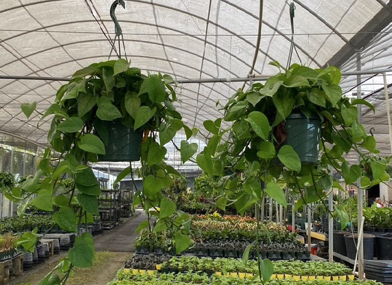 epipremnum-aureum-jade-golden-pothos-vine-devil-s-ivy-centipede-vine