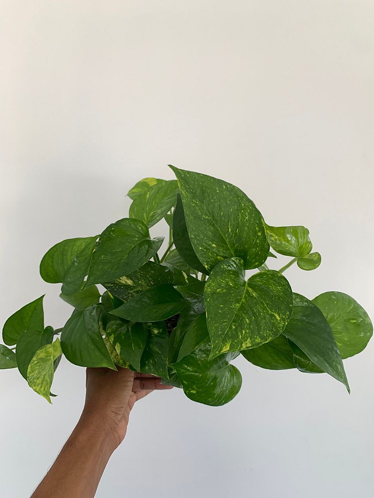epipremnum-aureum-jade-golden-pothos-vine-devil-s-ivy-centipede-vine