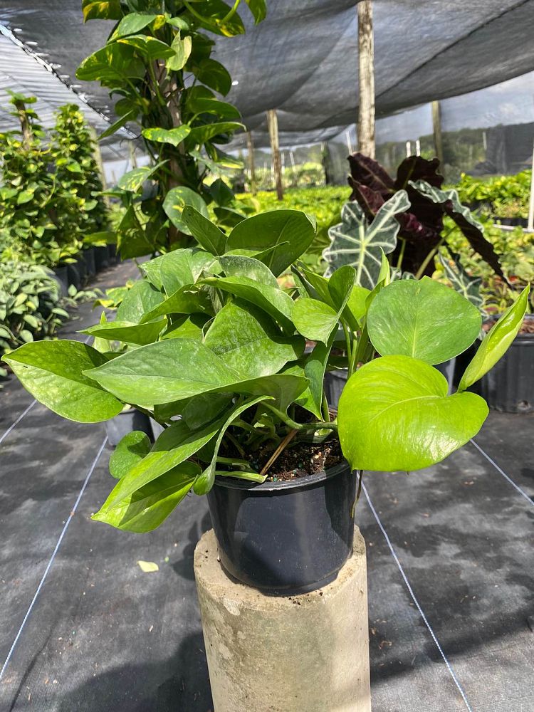 epipremnum-aureum-jade-golden-pothos-vine-devil-s-ivy-centipede-vine