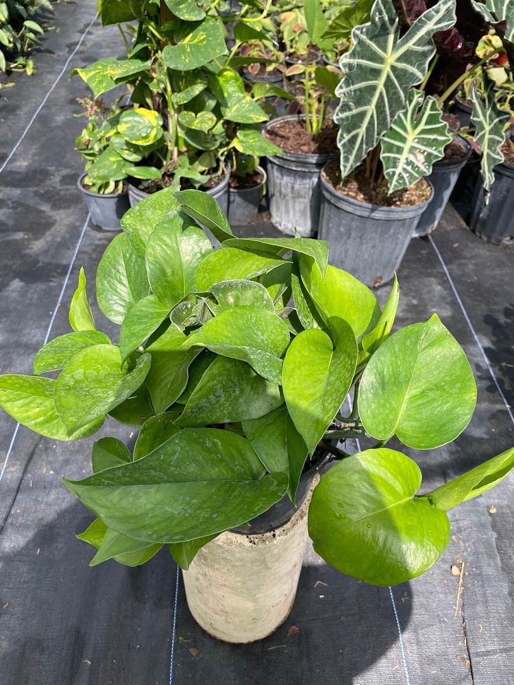 epipremnum-aureum-jade-golden-pothos-vine-devil-s-ivy-centipede-vine