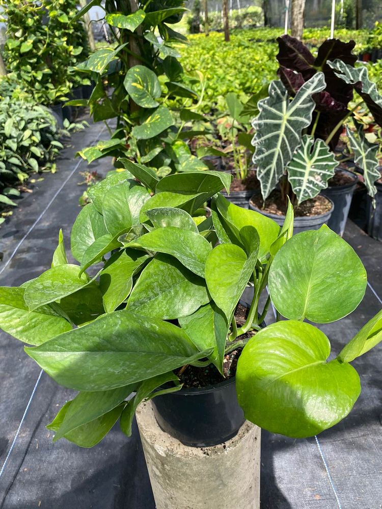 epipremnum-aureum-jade-golden-pothos-vine-devil-s-ivy-centipede-vine