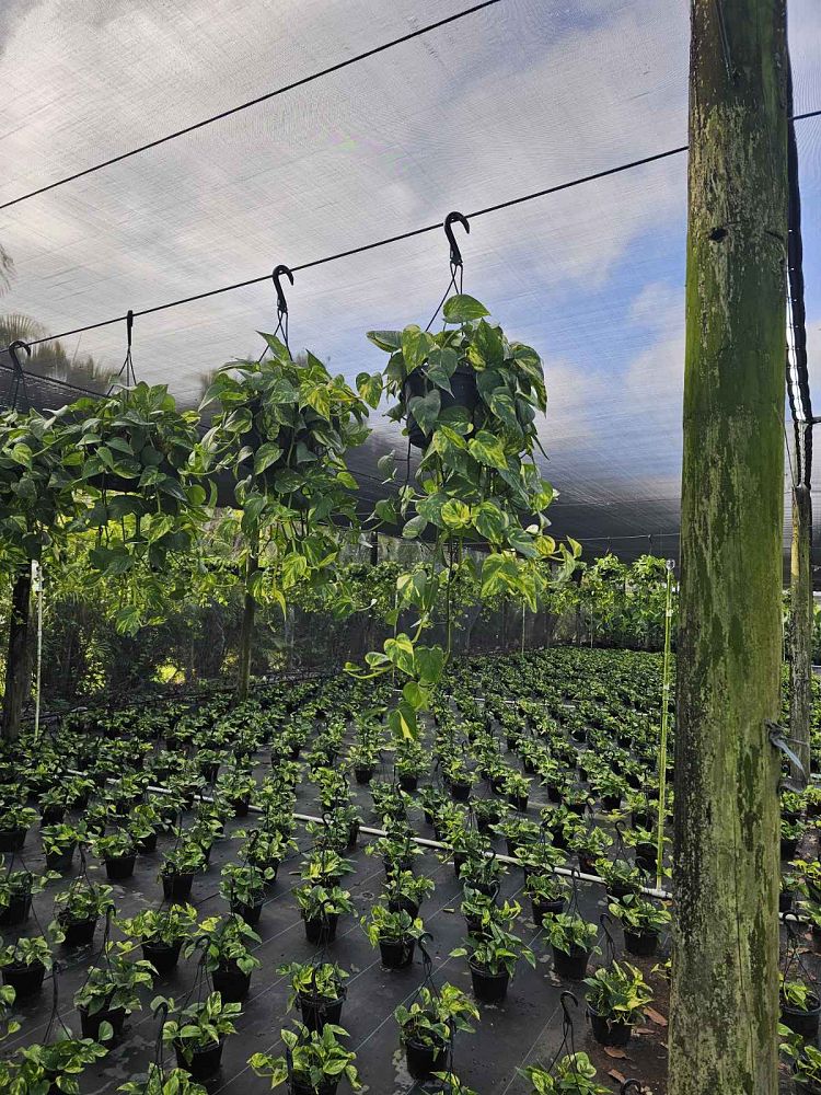epipremnum-aureum-jade-golden-pothos-vine-devil-s-ivy-centipede-vine