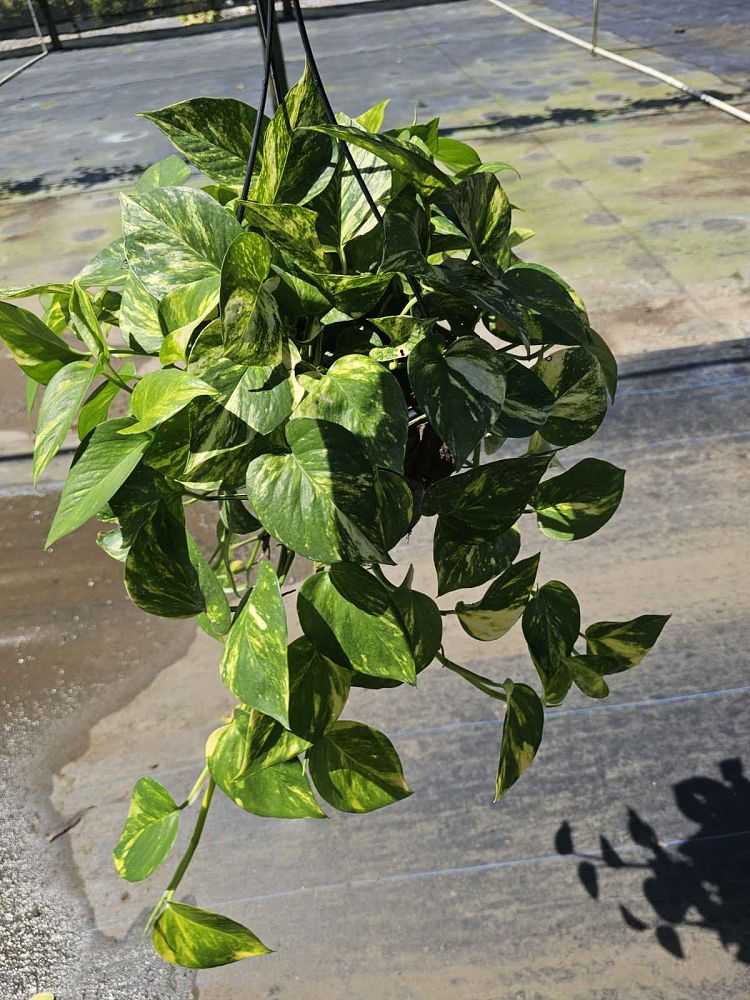 epipremnum-aureum-jade-golden-pothos-vine-devil-s-ivy-centipede-vine