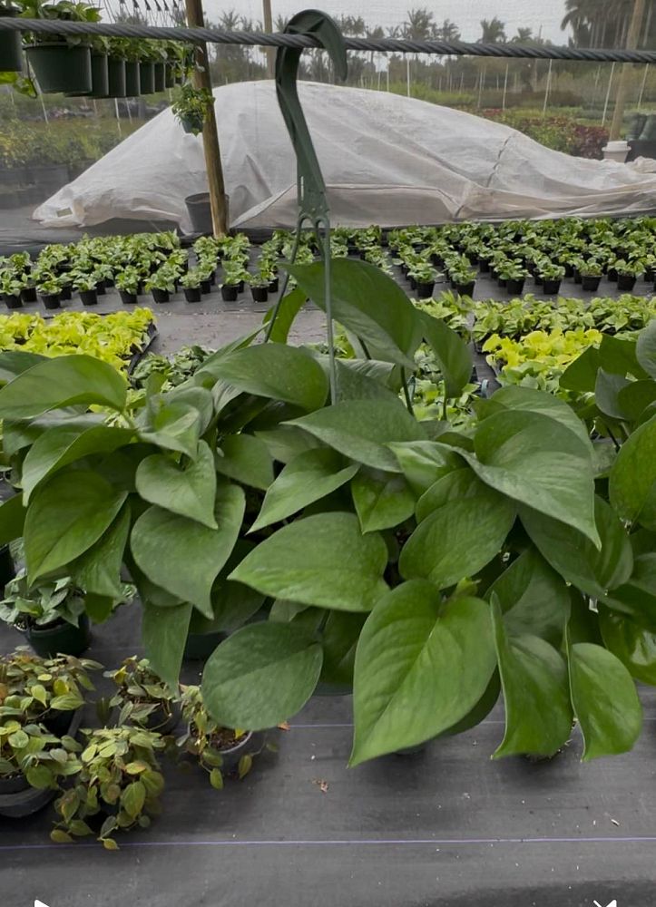 epipremnum-aureum-jade-golden-pothos-vine-devil-s-ivy-centipede-vine