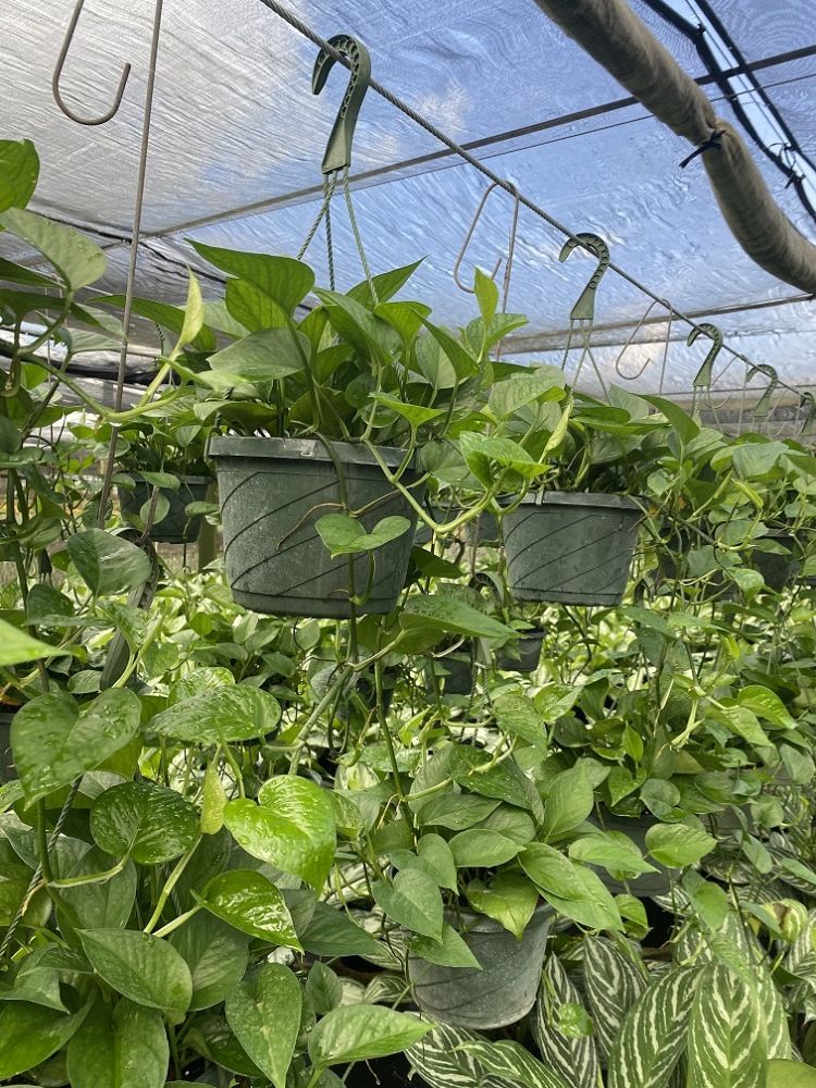 epipremnum-aureum-jade-golden-pothos-vine-devil-s-ivy-centipede-vine
