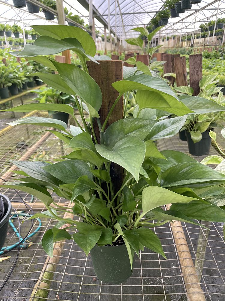 epipremnum-aureum-jade-golden-pothos-vine-devil-s-ivy-centipede-vine