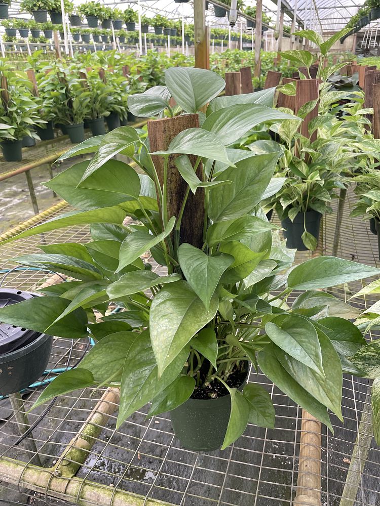 epipremnum-aureum-jade-golden-pothos-vine-devil-s-ivy-centipede-vine