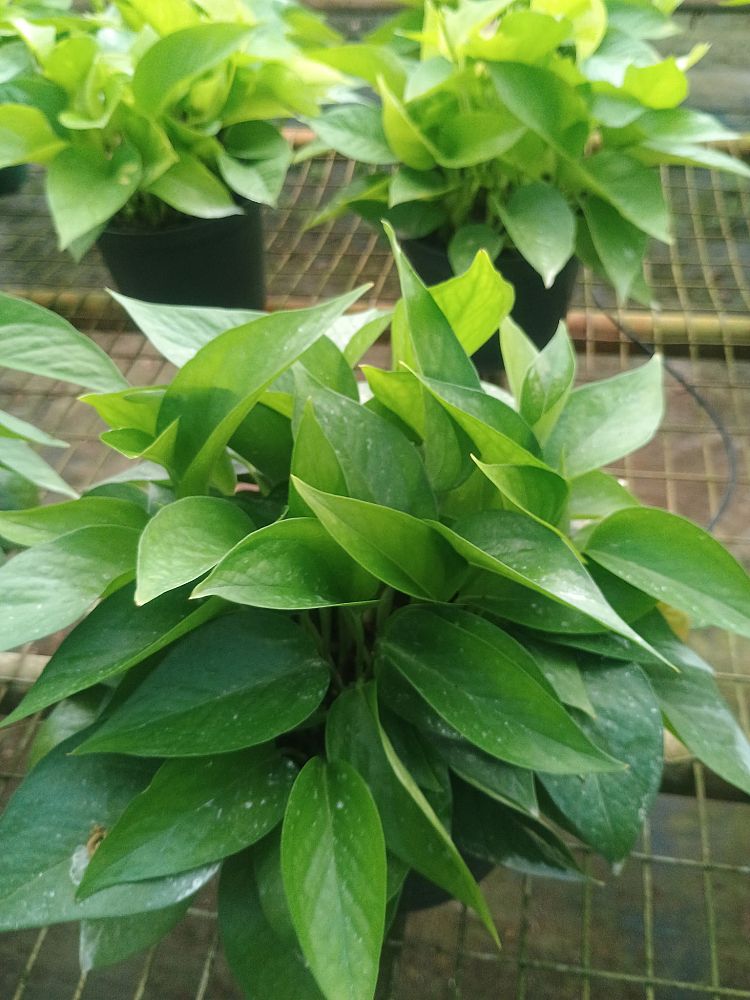 epipremnum-aureum-jade-golden-pothos-vine-devil-s-ivy-centipede-vine