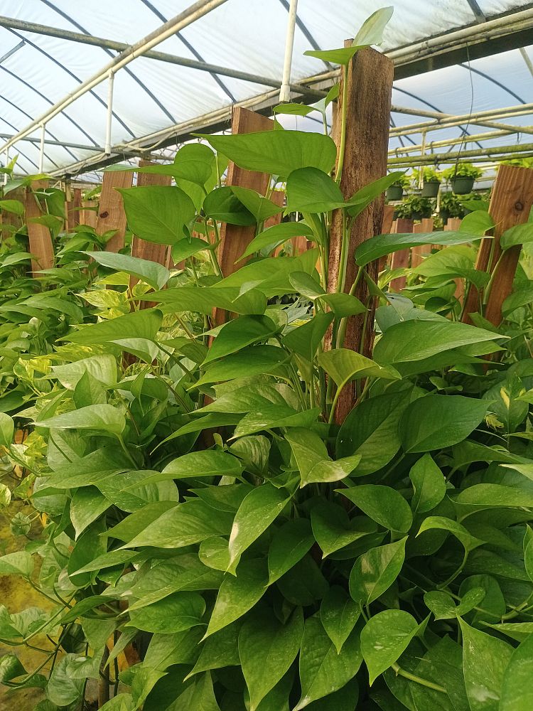 epipremnum-aureum-jade-golden-pothos-vine-devil-s-ivy-centipede-vine