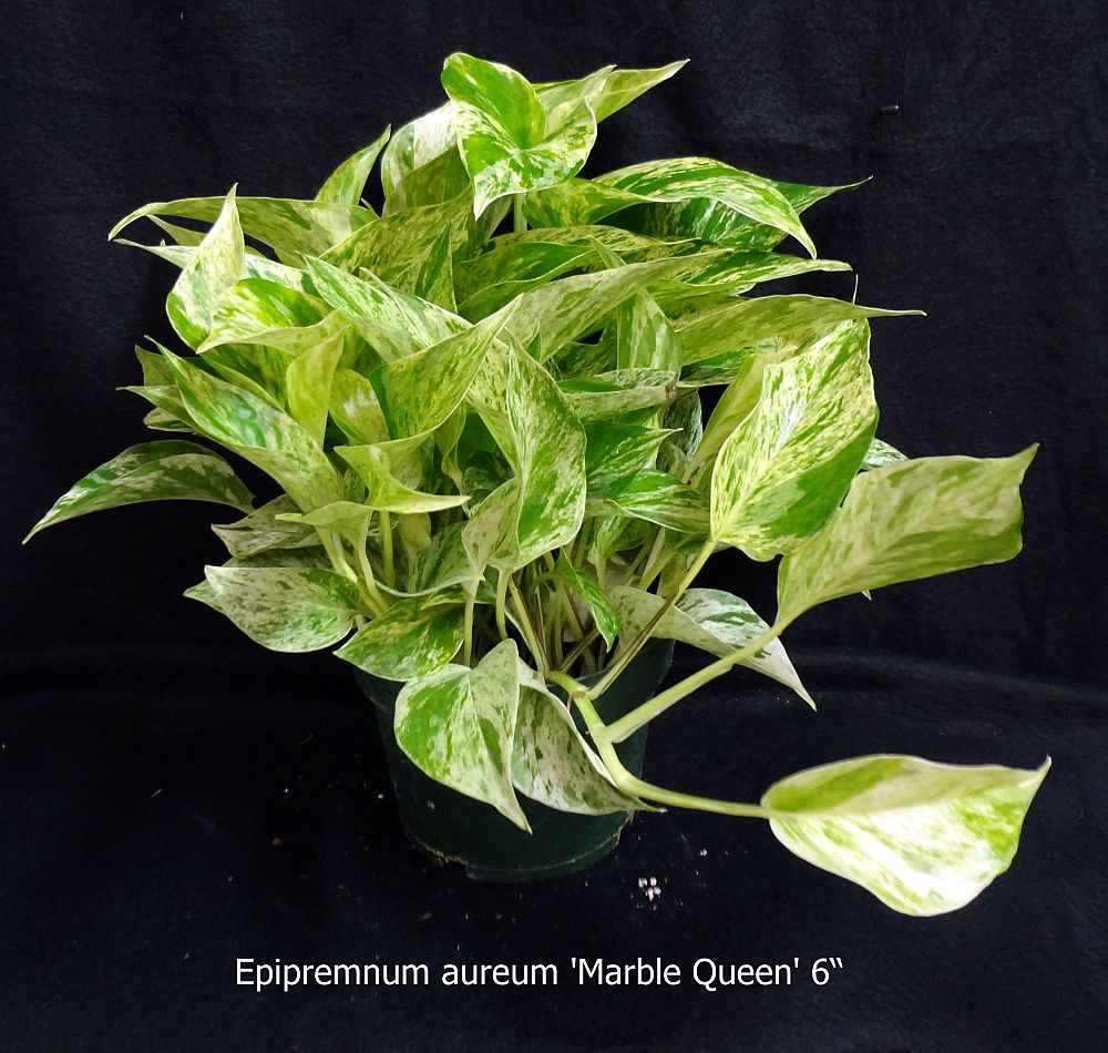 epipremnum-aureum-marble-queen-golden-pothos-vine-devil-s-ivy-centipede-vine