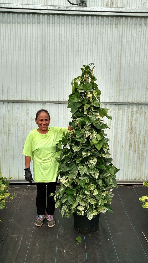 epipremnum-aureum-marble-queen-golden-pothos-vine-devil-s-ivy-centipede-vine