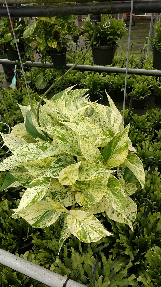 epipremnum-aureum-marble-queen-golden-pothos-vine-devil-s-ivy-centipede-vine