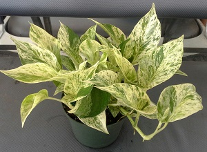 epipremnum-aureum-marble-queen-golden-pothos-vine-devil-s-ivy-centipede-vine