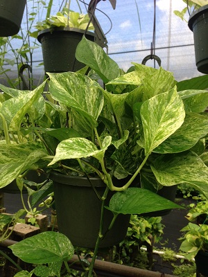 epipremnum-aureum-marble-queen-golden-pothos-vine-devil-s-ivy-centipede-vine