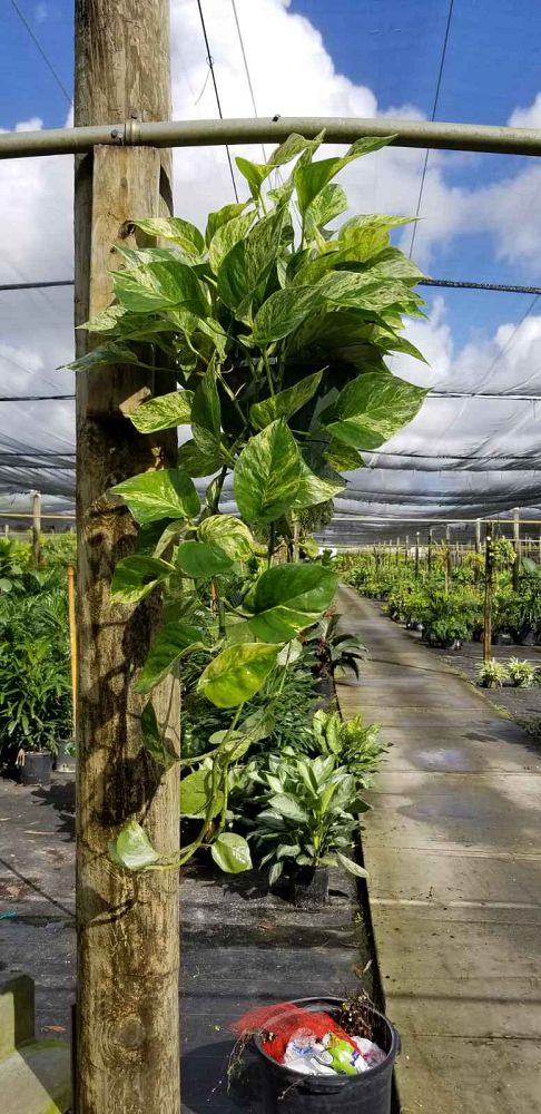 epipremnum-aureum-marble-queen-golden-pothos-vine-devil-s-ivy-centipede-vine