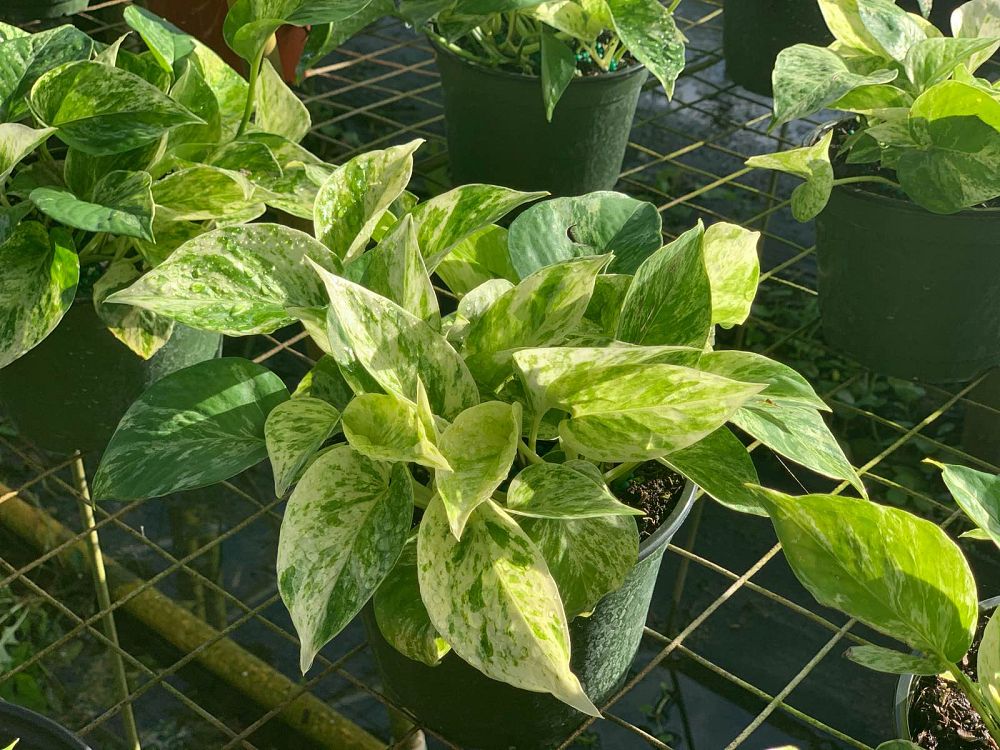 epipremnum-aureum-marble-queen-golden-pothos-vine-devil-s-ivy-centipede-vine