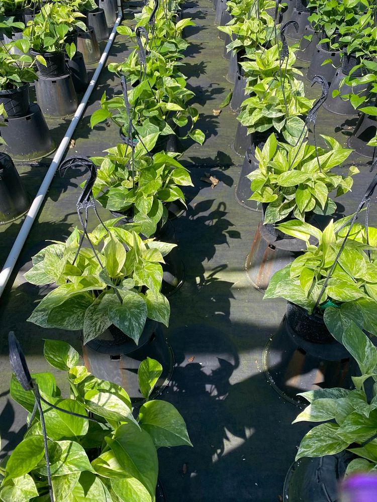 epipremnum-aureum-marble-queen-golden-pothos-vine-devil-s-ivy-centipede-vine