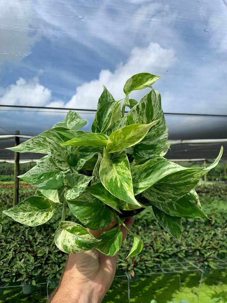 epipremnum-aureum-marble-queen-golden-pothos-vine-devil-s-ivy-centipede-vine
