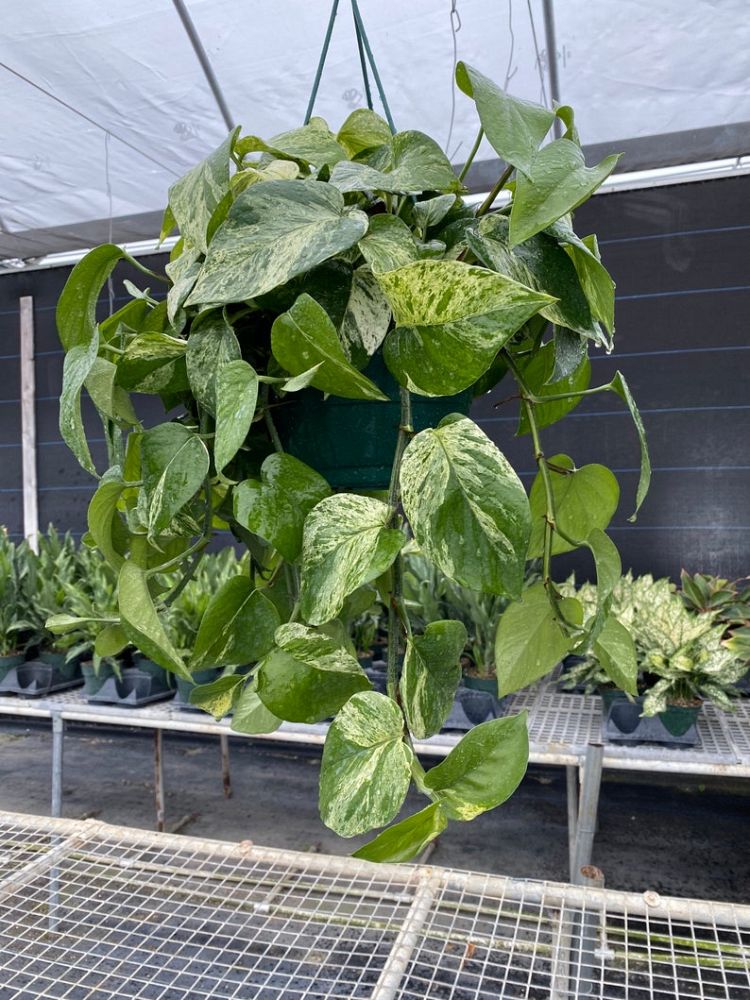 epipremnum-aureum-marble-queen-golden-pothos-vine-devil-s-ivy-centipede-vine