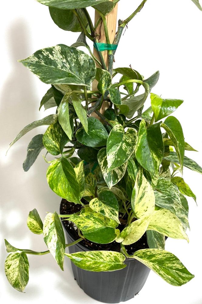 epipremnum-aureum-marble-queen-golden-pothos-vine-devil-s-ivy-centipede-vine