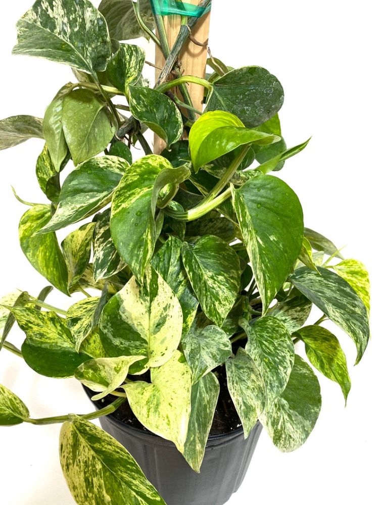 epipremnum-aureum-marble-queen-golden-pothos-vine-devil-s-ivy-centipede-vine