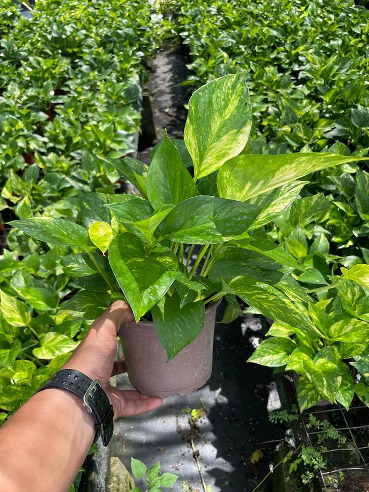 epipremnum-aureum-marble-queen-golden-pothos-vine-devil-s-ivy-centipede-vine