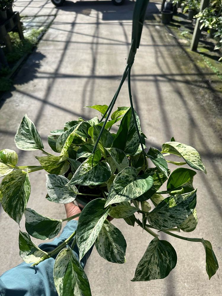 epipremnum-aureum-marble-queen-golden-pothos-vine-devil-s-ivy-centipede-vine