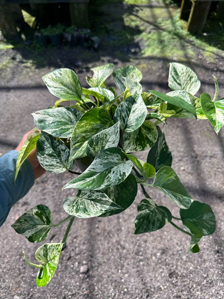 epipremnum-aureum-marble-queen-golden-pothos-vine-devil-s-ivy-centipede-vine
